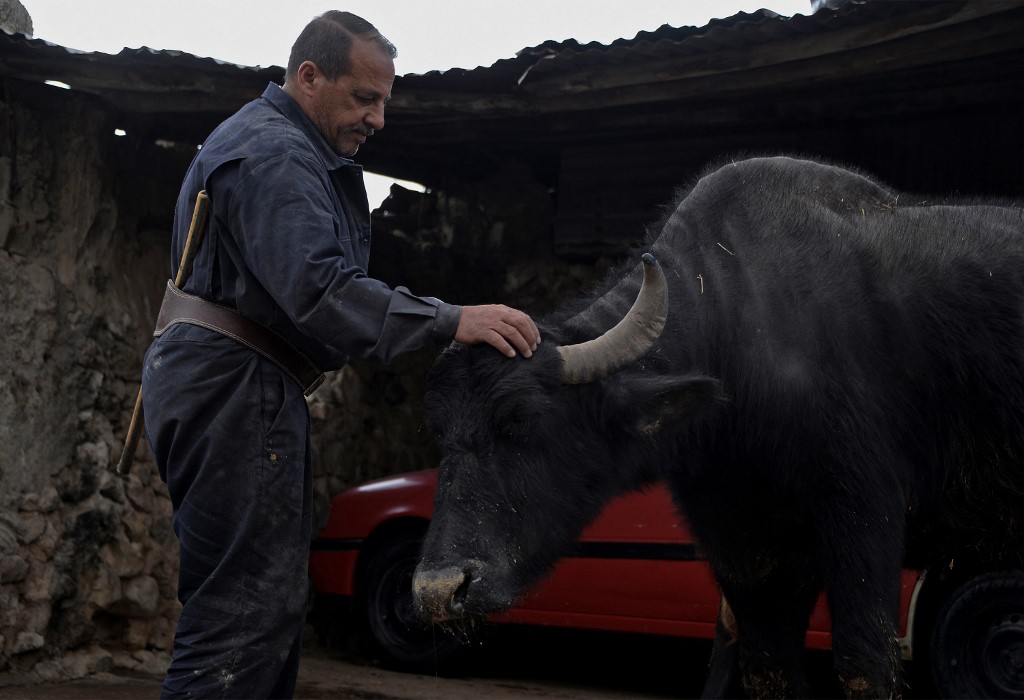 Iraqi farmer Saadoun Roumi injects a dose of the foot-and-mouth vaccine to his ailing buffalo at his farm in the village of Badush, northwest of the city of Mosul, Feb. 7, 2023. (Photo: Zaid Al-Obeidi/AFP)