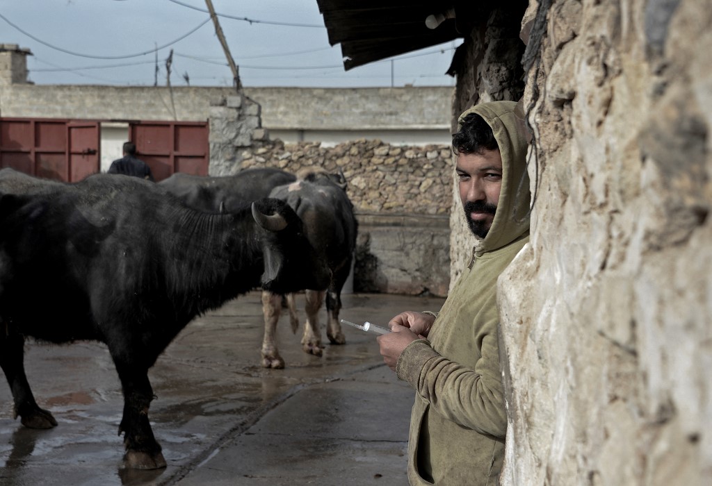 Iraqi farmer Saadoun Roumi, who has lost five of his 15 buffaloes to foot-and-mouth variant despite vaccinating his entire herd, stands at his farm in the village of Badush, northwest of the city of Mosul, Feb. 7, 2023. (Photo: Zaid Al-Obeidi/AFP)
