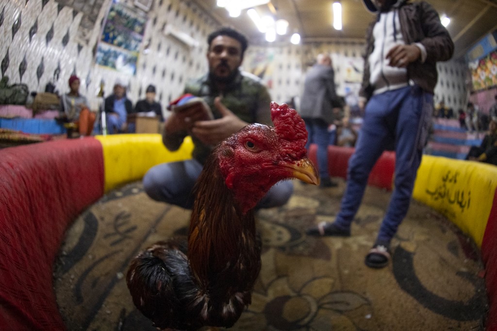 A man snaps pictures of a rooster before a cockfight at a popular cafe in Iraq's southern city of Basra, Feb. 24, 2023. (Photo: Hussein Faleh/AFP)