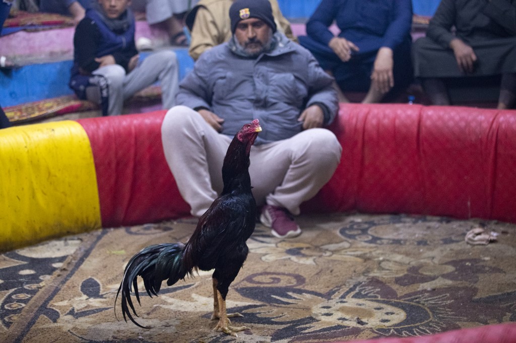 A man stares at a rooster before a cockfight at a popular cafe in Iraq's southern city of Basra, Feb. 24, 2023. (Photo: Hussein Faleh/AFP)