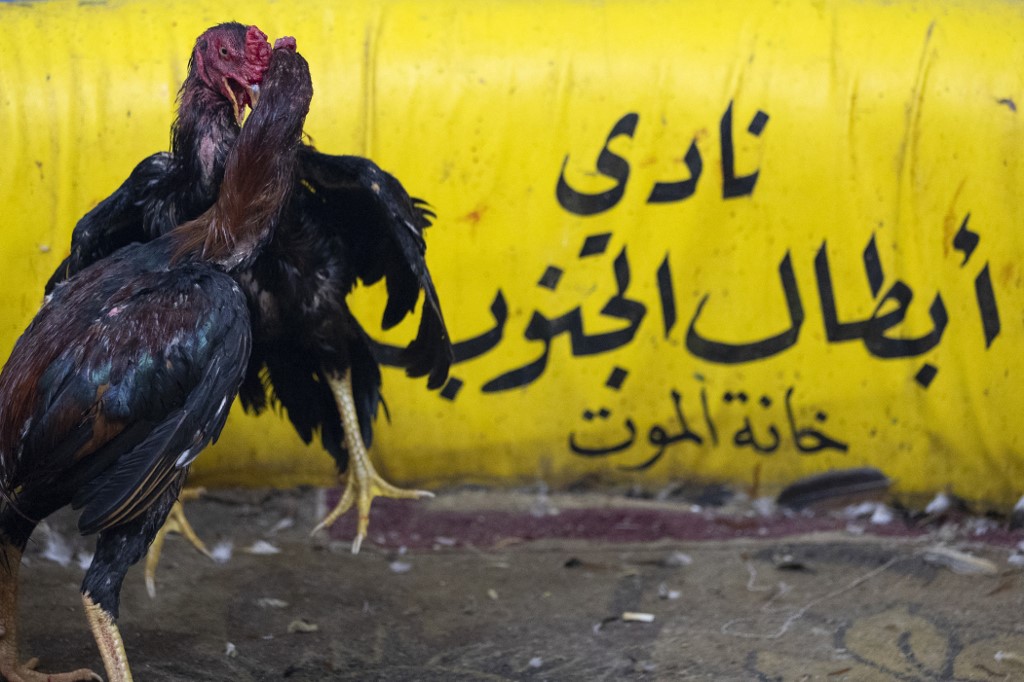 Roosters take part in a cockfight at a popular cafe in Iraq's southern city of Basra, Feb. 24, 2023. (Photo: Hussein Faleh/AFP)