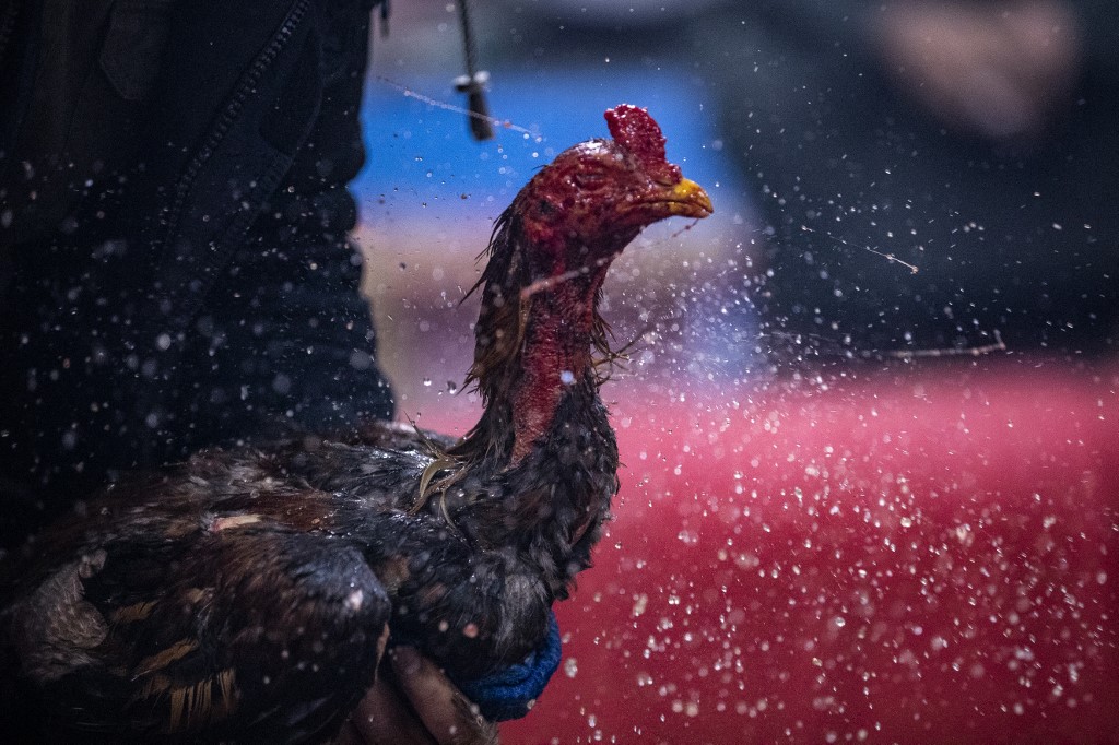 A rooster is sprayed with water during a cockfight at a popular cafe in Iraq's southern city of Basra, Feb. 24, 2023. (Photo: Hussein Faleh/AFP)