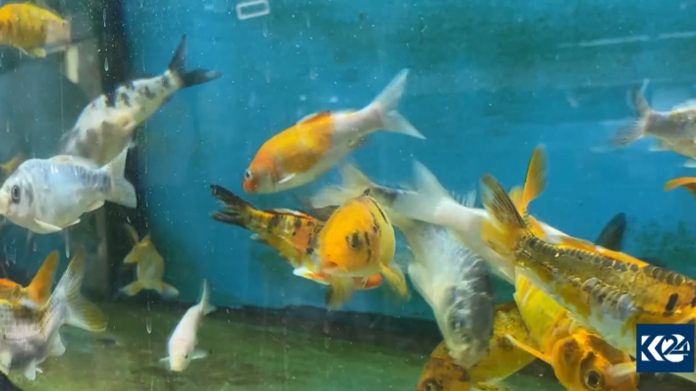 ماهی‌های زینتی