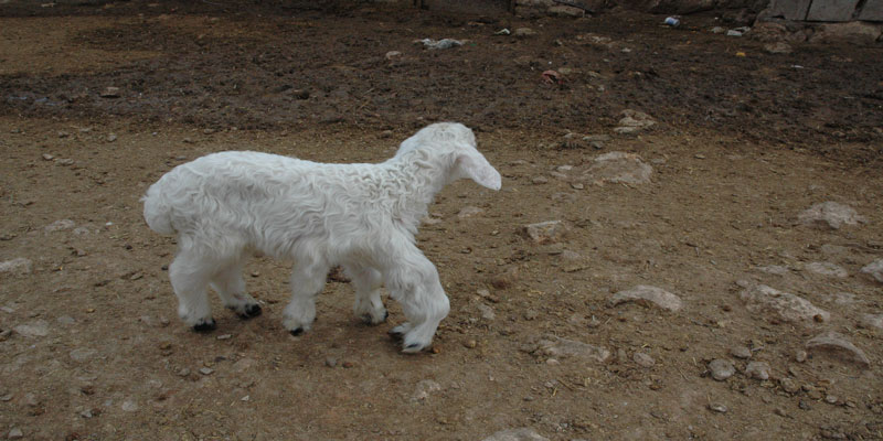 بەرخی شەش قاچ لە دیاربەكر