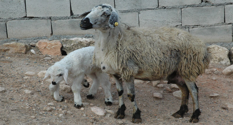 بەرخی شەش قاچ لە دیاربەكر