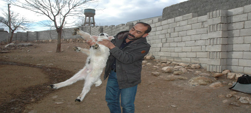 بەرخی شەش قاچ لە دیاربەكر