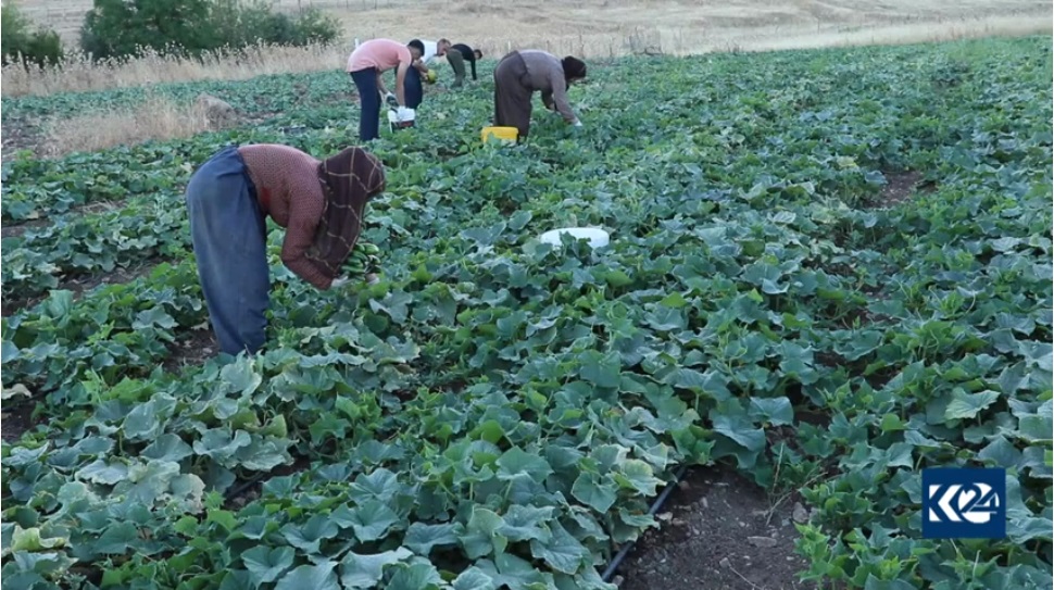 پلانی حكومەتی ھەرێمی كوردستان بۆ پەرەپێدانی كەرتی كشتووكاڵ
