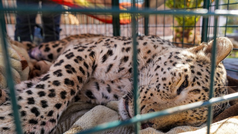 A leopard that underwent hind leg amputation surgery lies in a cage at the Duhok Zoo, Dec. 31, 2021. (Photo: Ismael Adnan/AFP)