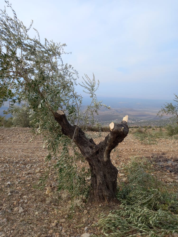 Darên zeytûnan li Efrînê