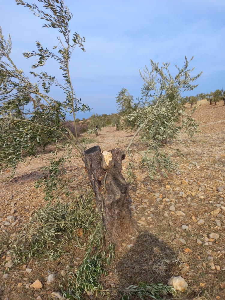 Darên zeytûnan li Efrînê