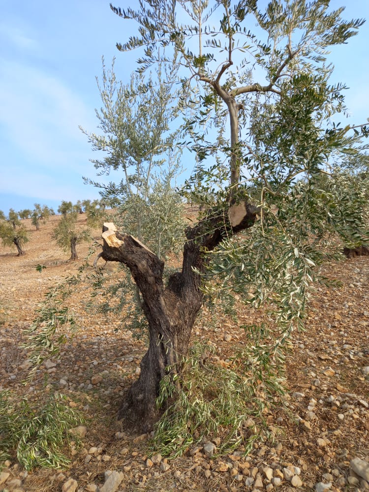 Darên zeytûnan li Efrînê