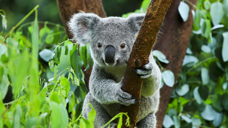 تستوطن حيوانات الكوالا في معظمها غابات الكارفور بالولايات الأسترالية الشرقية