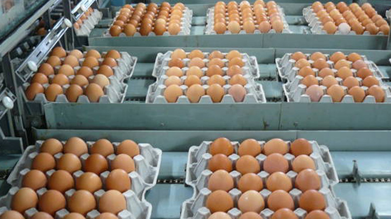 لغو ممنوعیت صادرات تخم مرغ از اقلیم کوردستان به عراق