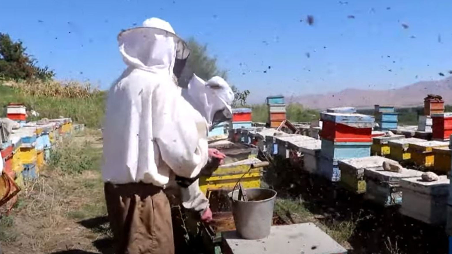 سەرۆکی هەنگەوانان: خولی فێرکاری هەنگەوانی بۆ کەسانی سەرەتایی دەکەینەوە