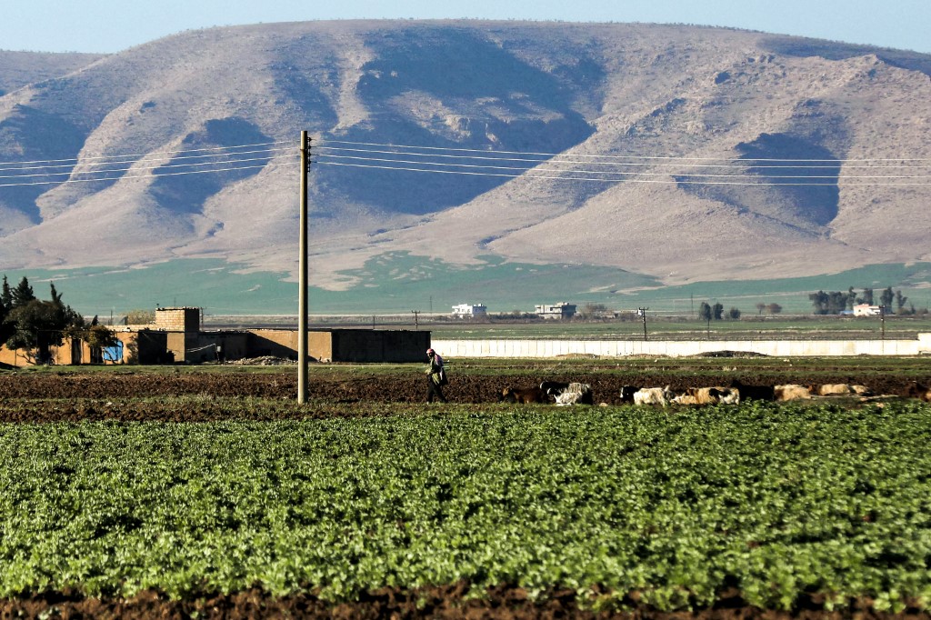 A shepherd leads a grazing flock by a plot of agricultural farmland in the area outside of Qamishli in northeastern Syria, Dec. 14, 2023. (Photo: Delil Soulaiman/AFP)
