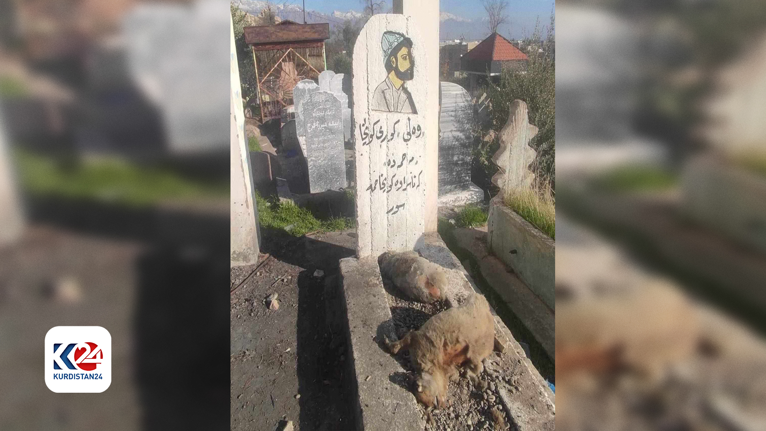 سەیدسادق.. فرێدانی دوو سەگی مرداربوو لەسەر گۆڕی وەلی دێوانە کاردانەوەی لێکەوتەوە