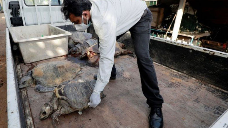 Kıyıya vuran ölü deniz hayvanları arasında en az 176 deniz kaplumbağası olduğu bildiriliyor