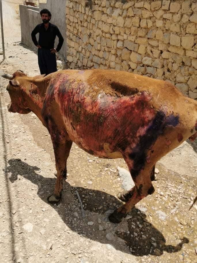 ژماره‌یه‌كی زۆر سه‌ر مانگا سووتان