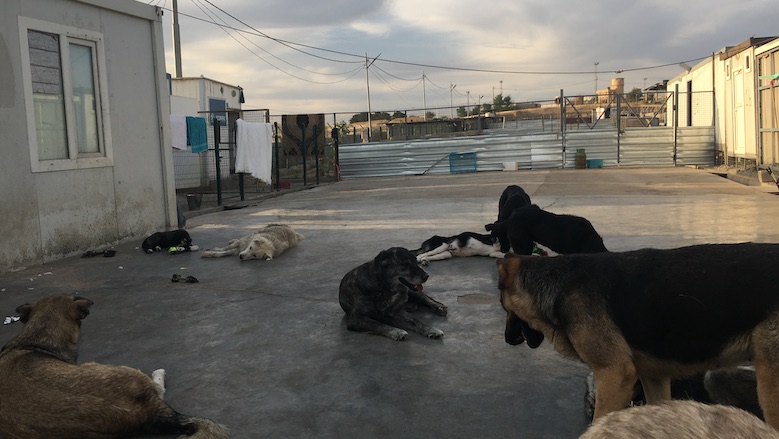 Former stray dogs relax at the Animals of Kurdistan shelter outside Erbil, April 24, 2021. (Photo: Joanne Stocker-Kelly)