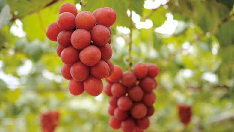 Ruby Roman üzümü