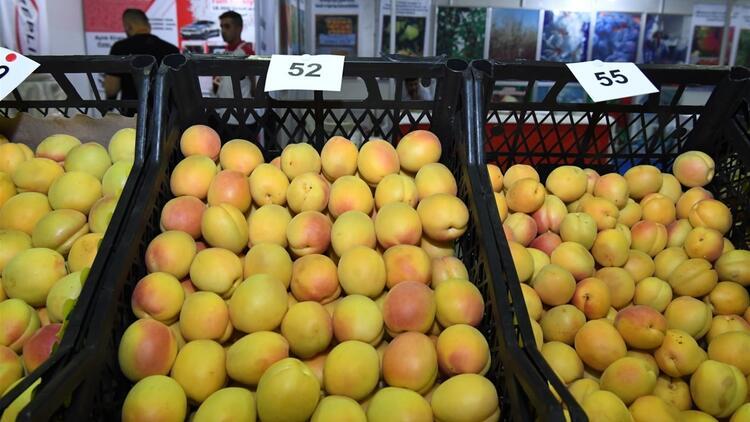 Fest&icirc;vala qeysiyan