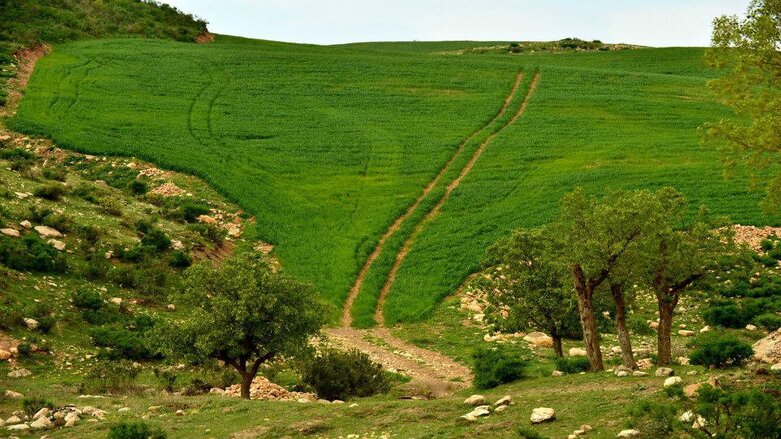 The greenery around Sawa village north of Erbil (Photo: Goran Sabah Ghafour)