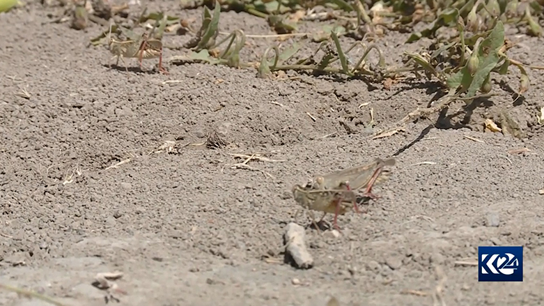 Kuliyan ziyanên mezin gihandine zeviyên Geverê