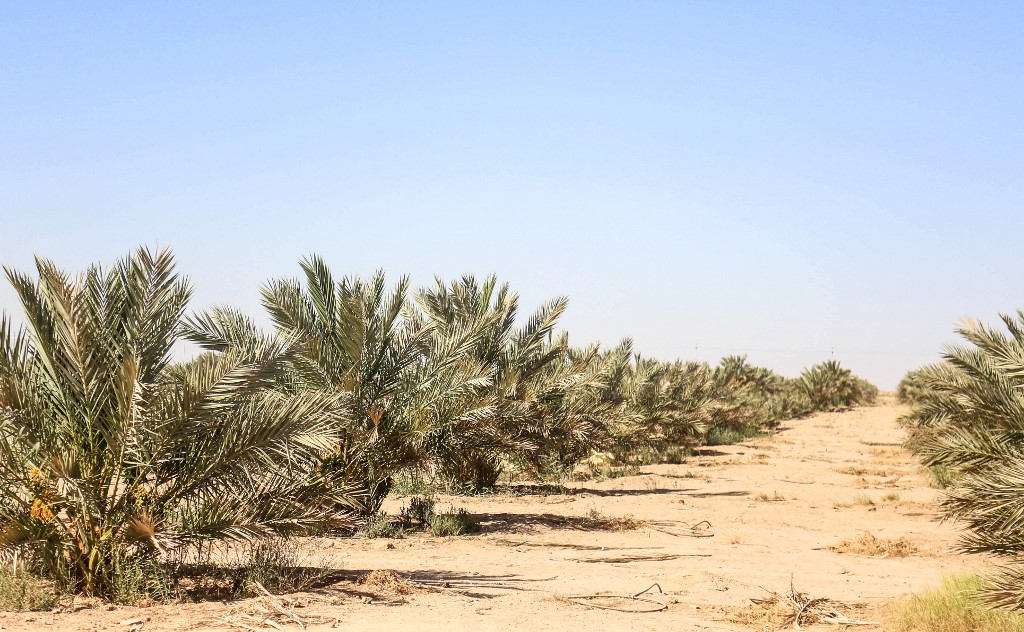 A view of a palm field Iraq's central city of Karbala, May 20, 2022. (Photo: Mohammed Sawaf/AFP)