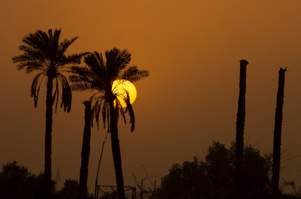 Damaged palm trees stand at sunset near the Shatt al-Arab waterway in the southern Iraqi city of Basra, July 7, 2022. (Photo: Hussein Faleh/AFP) 