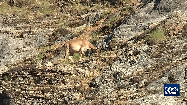 Pezkûvî di çanda Dêrsîmê de pîroz in