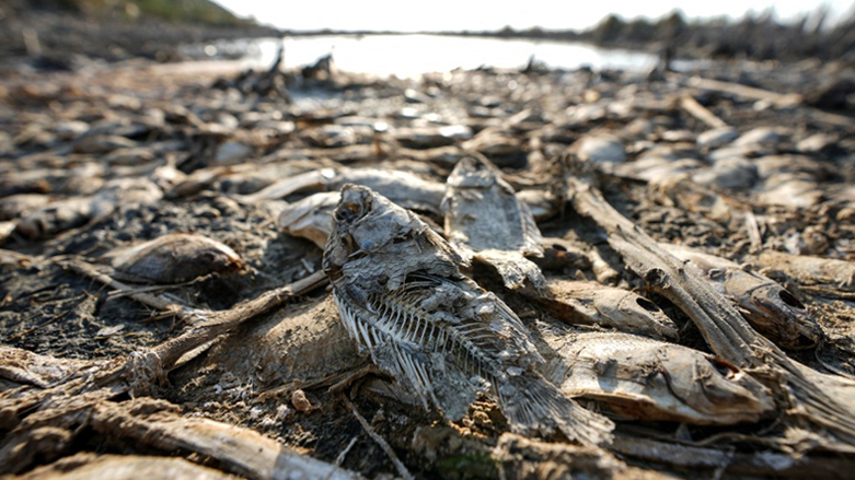 Dead fish lie on the banks of a drying marsh in Chibayish in Iraq's southern Dhi Qar province, July 5, 2023. (Photo: Asaad Niazi/AFP)