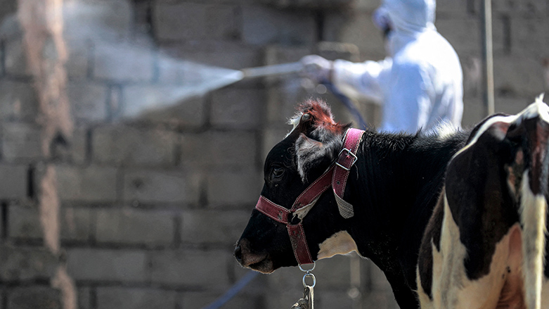 A cow looks on as a member of a medical team from Iraq's Health Ministry veterinarian department carries out a disinfection campaign against the spread of Congo haemorrhagic fever at a farm near Baghdad, May 22, 2023. (Photo: Ahmad Al-Rubay