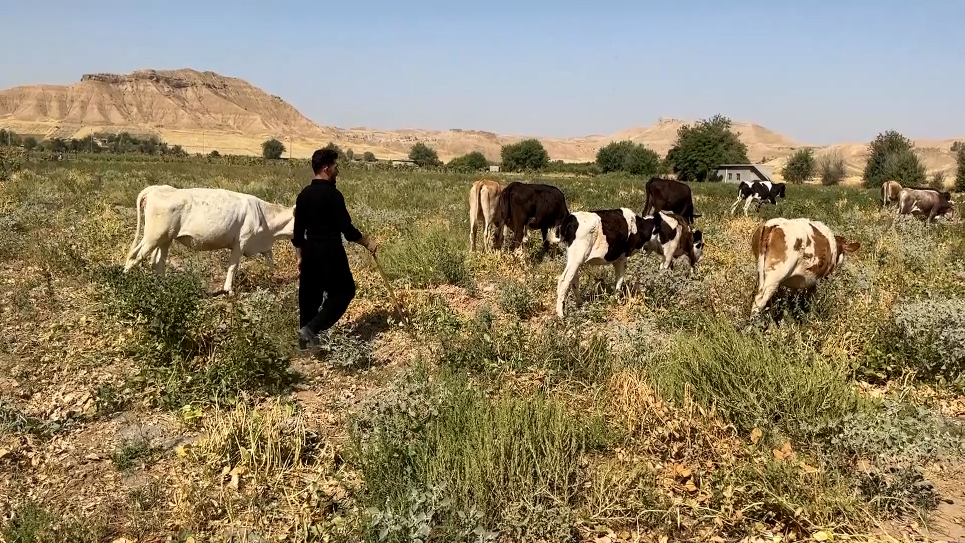 Rasti Ali, 20-year-old, is seen herding his cattle at a pasture in Erbil's Koya district, July 13, 2023. (Photo: Kurdistan 24)