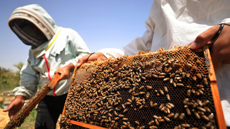 Beekeepers check on bee frames at an apiary in the village of al-Raghila near Hilla in central Iraq, July 6, 2023. (Photo: Ahmad Al-Rubaye/AFP)