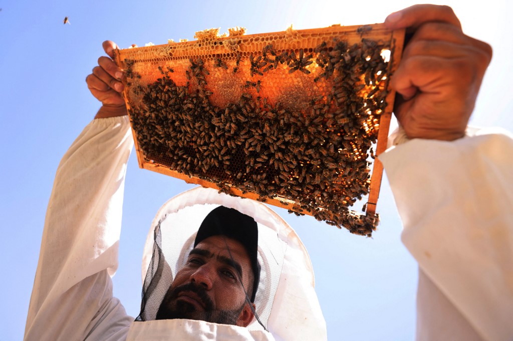 A beekeeper checks on bee frames at an apiary in the village of al-Raghila near Hilla in central Iraq, July 6, 2023. (Photo: Ahmad Al-Rubaye/AFP)