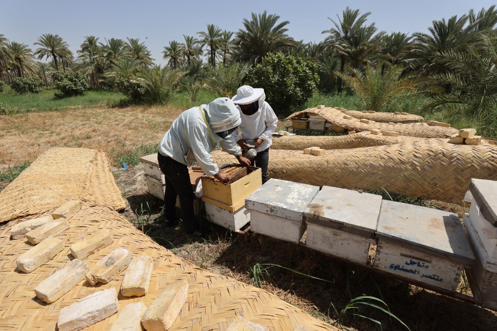Beekeepers check on bee frames at an apiary in the village of al-Raghila near Hilla in central Iraq, July 6, 2023. (Photo: Ahmad Al-Rubaye/AFP)
