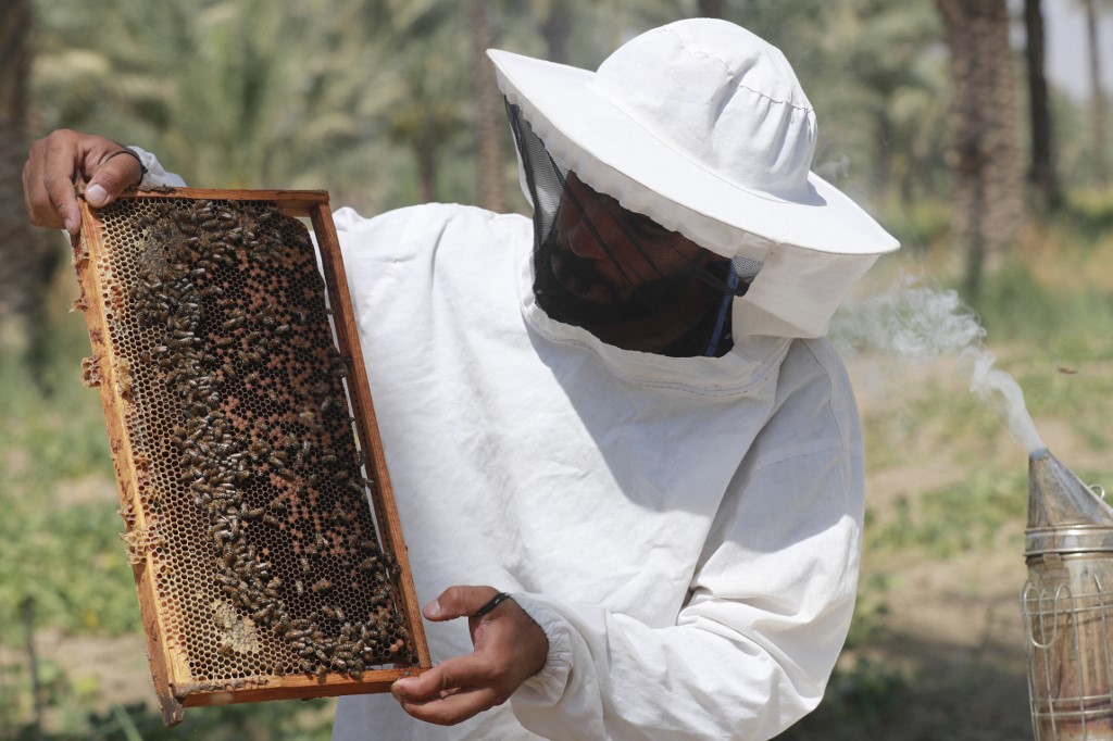 Beekeepers check on bee frames at an apiary in the village of al-Raghila near Hilla in central Iraq, July 6, 2023. (Photo: Ahmad Al-Rubaye/AFP)