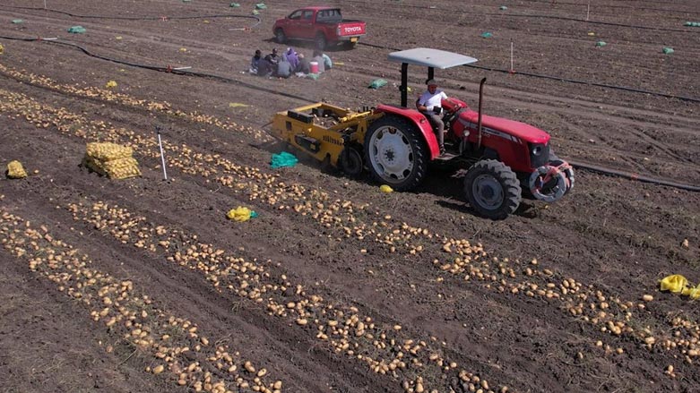 A tractor seen engaged in a potato crop of the Kurdistan Region. (Photo: KRG)