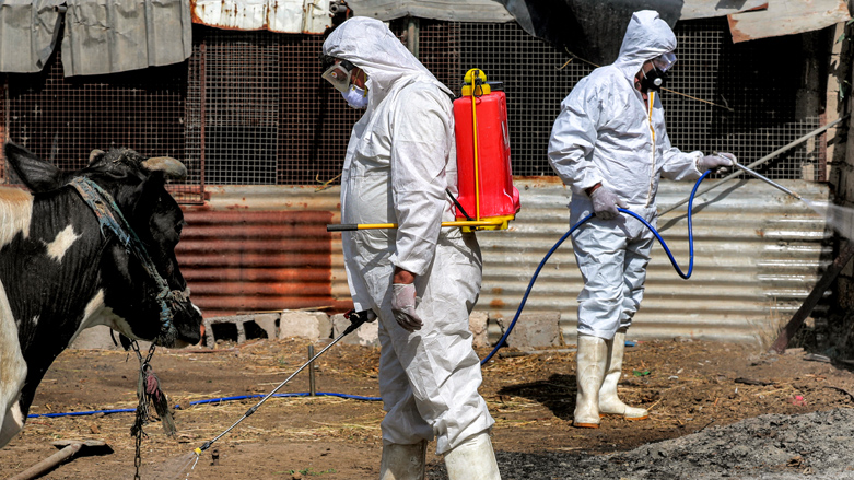 Employees of Iraq's Health Ministry veterinarian department disinfect, as a precaution against the spread of Congo hemorrhagic fever, an area near cows at a farm in southwestern Baghdad, May 22, 2023. (Photo: Ahmad Al-Rubaye/AFP)