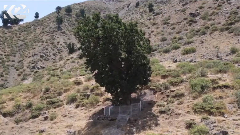 فعالان محیط زیست دور درخت‌های بلوط قفقازی را نرده کشیدند