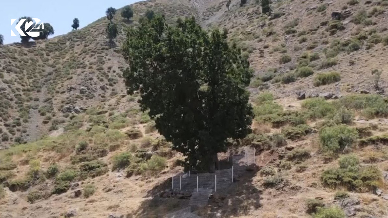 The Caucasian oak that was found in Bradost region. (Photo: Kurdistan 24)