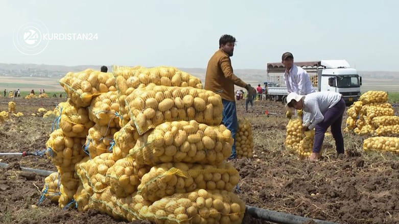 Kurdish farmers harvest potatoes. (Photo: Kurdistan 24)