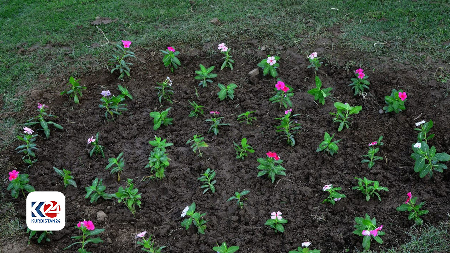 بەشێک لەو گوڵانەی چێندراون