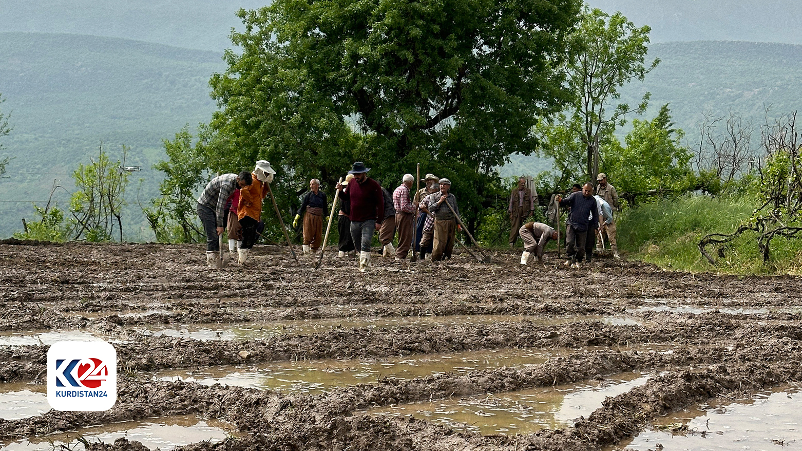 21 thousand tons of rice growing anticipated in Duhok