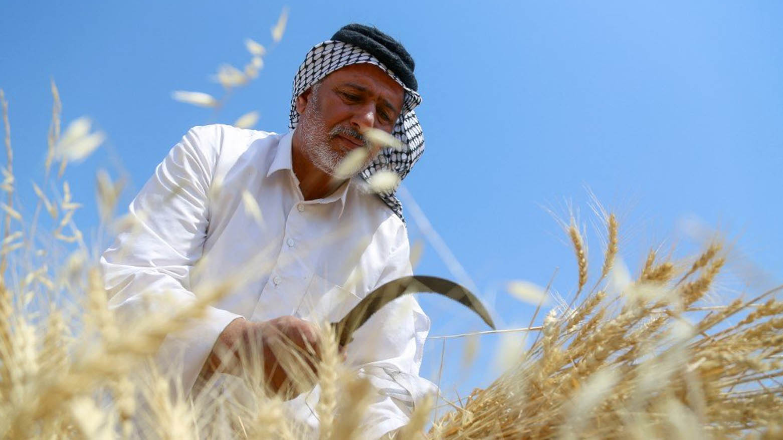 چه‌ندان گه‌نده‌ڵی له‌ دۆسیه‌ی كڕینه‌وه‌ی گه‌نمی جووتیاران له‌ عێراق ئاشكرا ده‌كرێت
