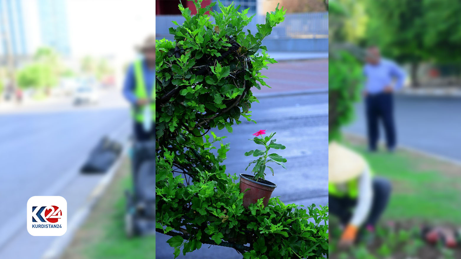 چاندنی گوڵ و دار لە هەولێر