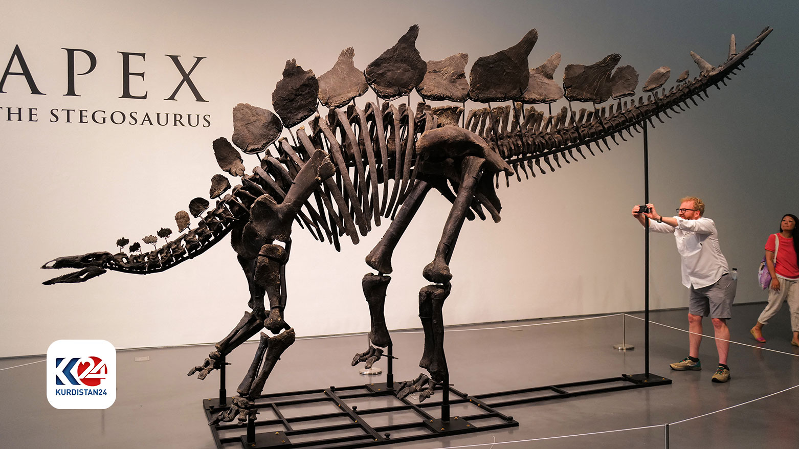 أكبر هيكل عظمي لديناصور ستيغوصور سيُطرح للبيع في مزاد