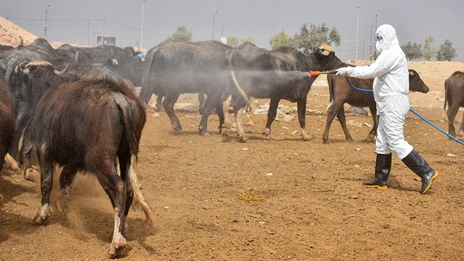 تسجيل حالة إصابة بالحمى النزفية في إدارة سوران المستقلة