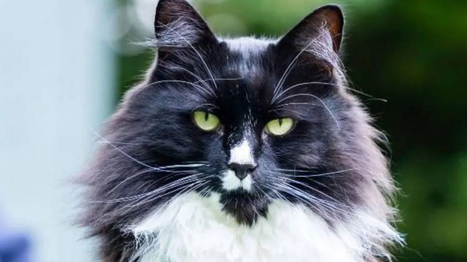 پشیلەی 'مارلی'