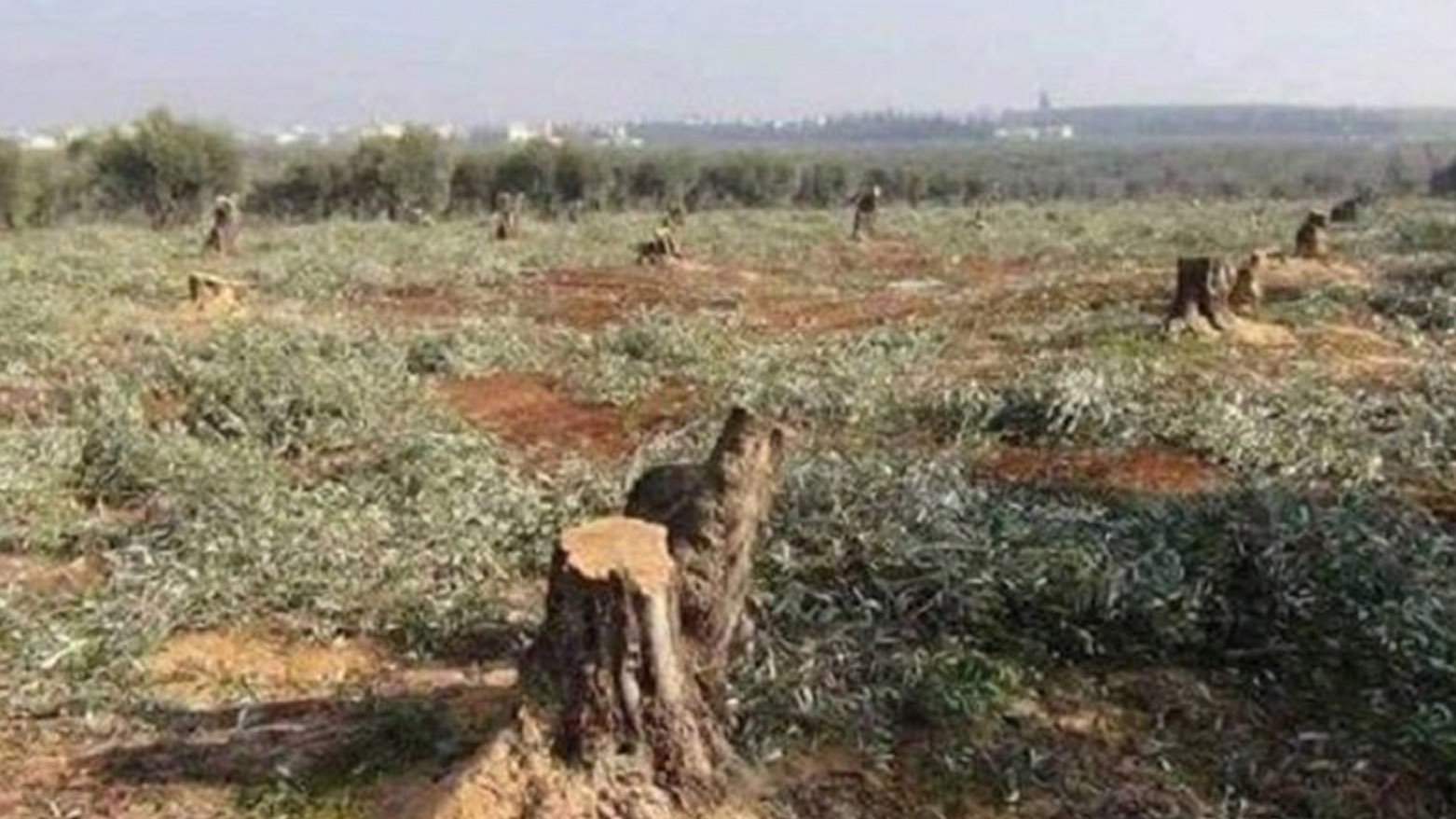 Hejmarek darên ku li Efrînê hatine birîn - Arşîv